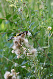 Image. European Goldfinch