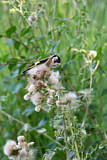 Image. European Goldfinch