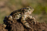 Image. European Green Toad