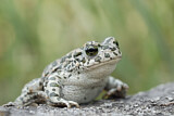 Image. European Green Toad