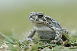 Image. European Green Toad