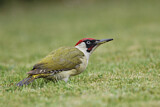 Image. European Green Woodpecker