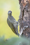 Image. European Green Woodpecker