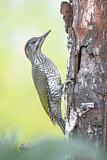 Image. European Green Woodpecker
