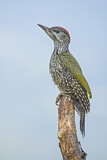Image. European Green Woodpecker