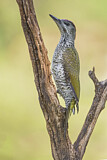 Image. European Green Woodpecker