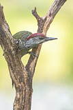 Image. European Green Woodpecker