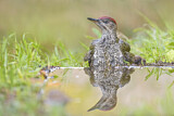 Image. European Green Woodpecker