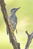 Image. European Green Woodpecker