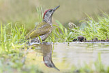 Image. European Green Woodpecker
