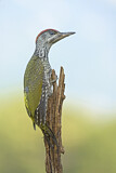Image. European Green Woodpecker