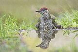 Image. European Green Woodpecker