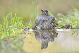 Image. European Green Woodpecker