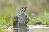 Image. European Green Woodpecker