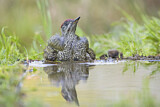 Image. European Green Woodpecker