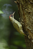 Image. European Green Woodpecker