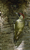 Image. European Green Woodpecker