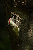 Image. European Green Woodpecker