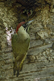 Image. European Green Woodpecker