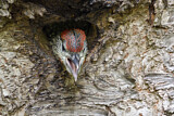 Image. European Green Woodpecker