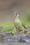 Image. European Green Woodpecker