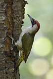 Image. European Green Woodpecker