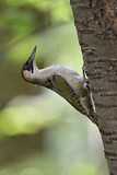 Image. European Green Woodpecker