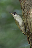 Image. European Green Woodpecker