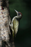Image. European Green Woodpecker