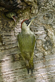 Image. European Green Woodpecker