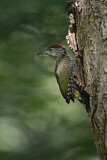 Image. European Green Woodpecker