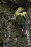 Image. European Green Woodpecker