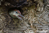 Image. European Green Woodpecker