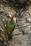 Image. European Green Woodpecker