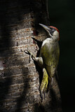 Image. European Green Woodpecker
