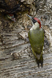 Image. European Green Woodpecker