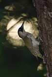 Image. European Green Woodpecker