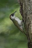 Image. European Green Woodpecker