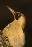 Image. European Green Woodpecker