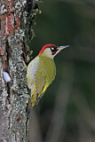 Image. European Green Woodpecker