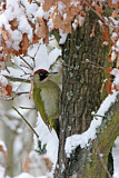 Image. European Green Woodpecker