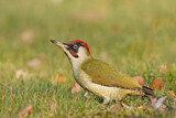 Image. European Green Woodpecker