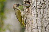 Image. European Green Woodpecker