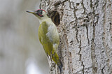 Image. European Green Woodpecker