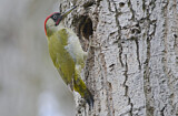 Image. European Green Woodpecker