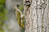 Image. European Green Woodpecker