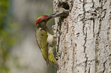 Image. European Green Woodpecker