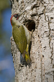 Image. European Green Woodpecker