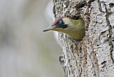 Image. European Green Woodpecker