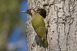 Image. European Green Woodpecker